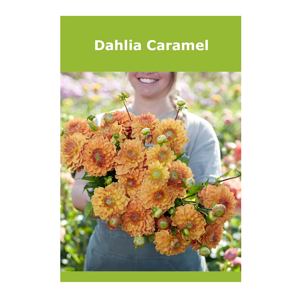 Dahlia Caramel 1 Dahlia Caramel