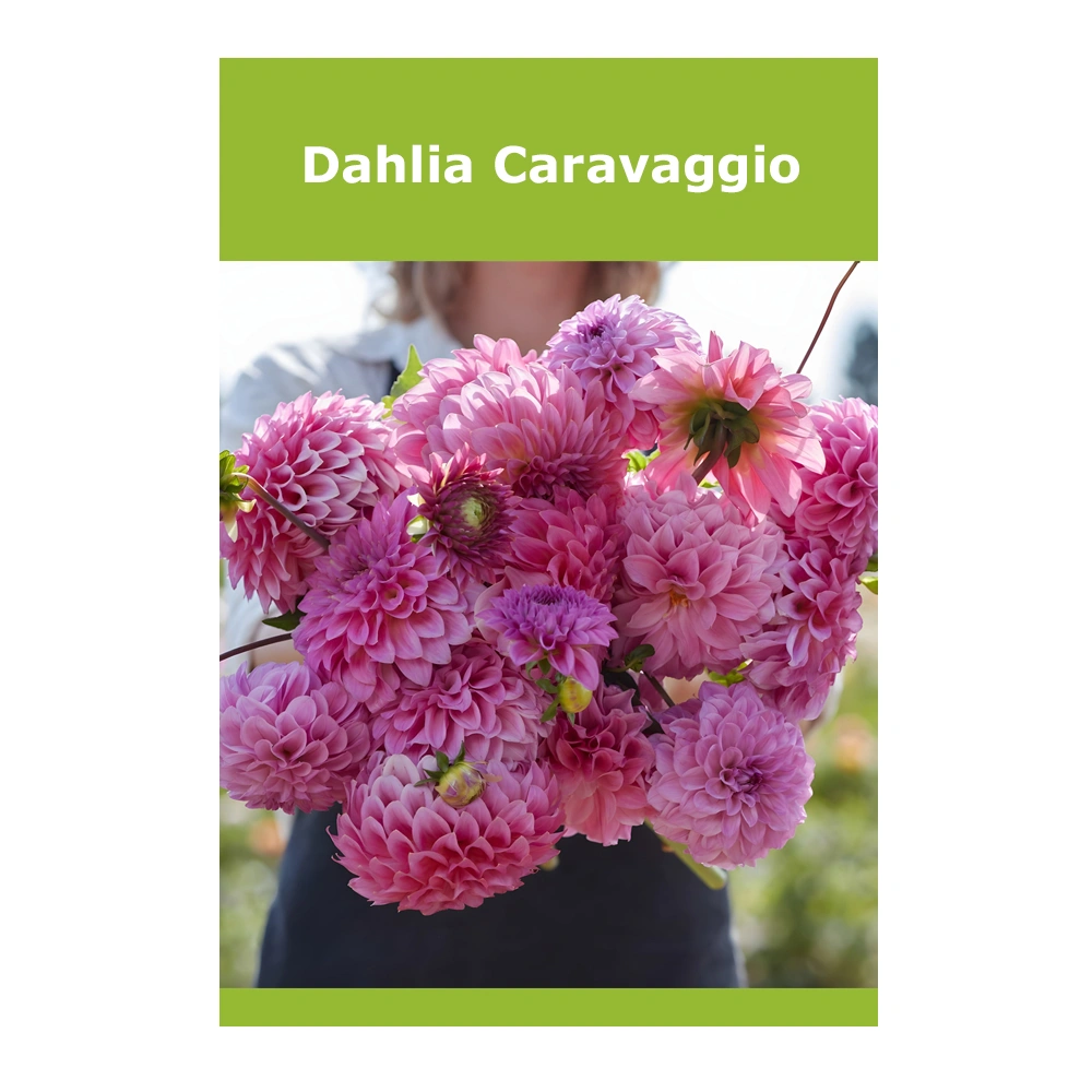 Dahlia Caravaggio 1 Dahlia Caravaggio