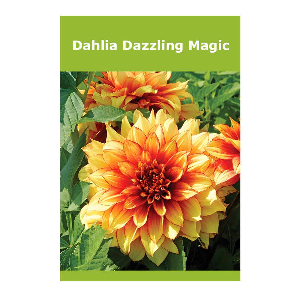 Dahlia Dazzling Magic
