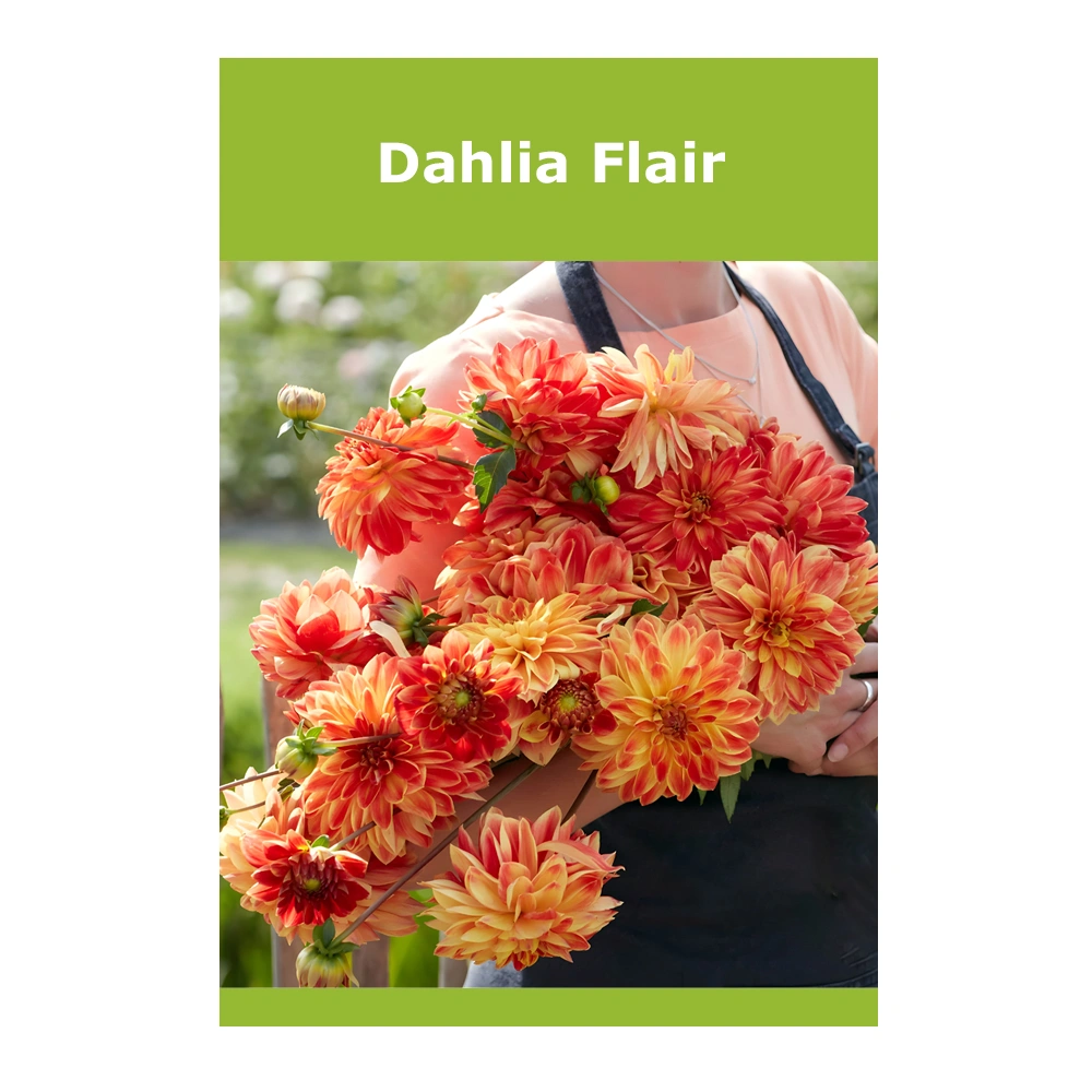 Dahlia Flair 1 Dahlia Flair
