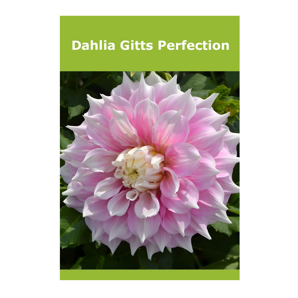 Dahlia Gitts Perfection