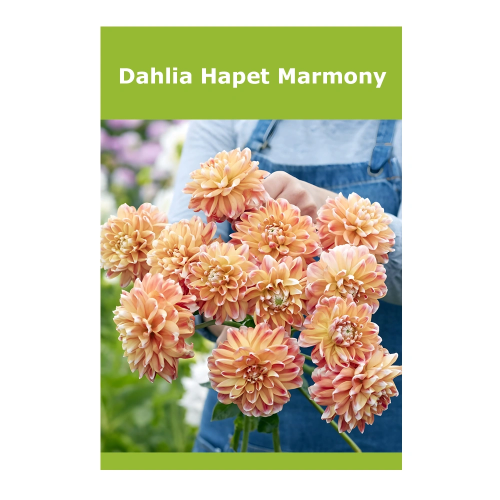 Dahlia Hapet Marmony 1 Dahlia Hapet Marmony
