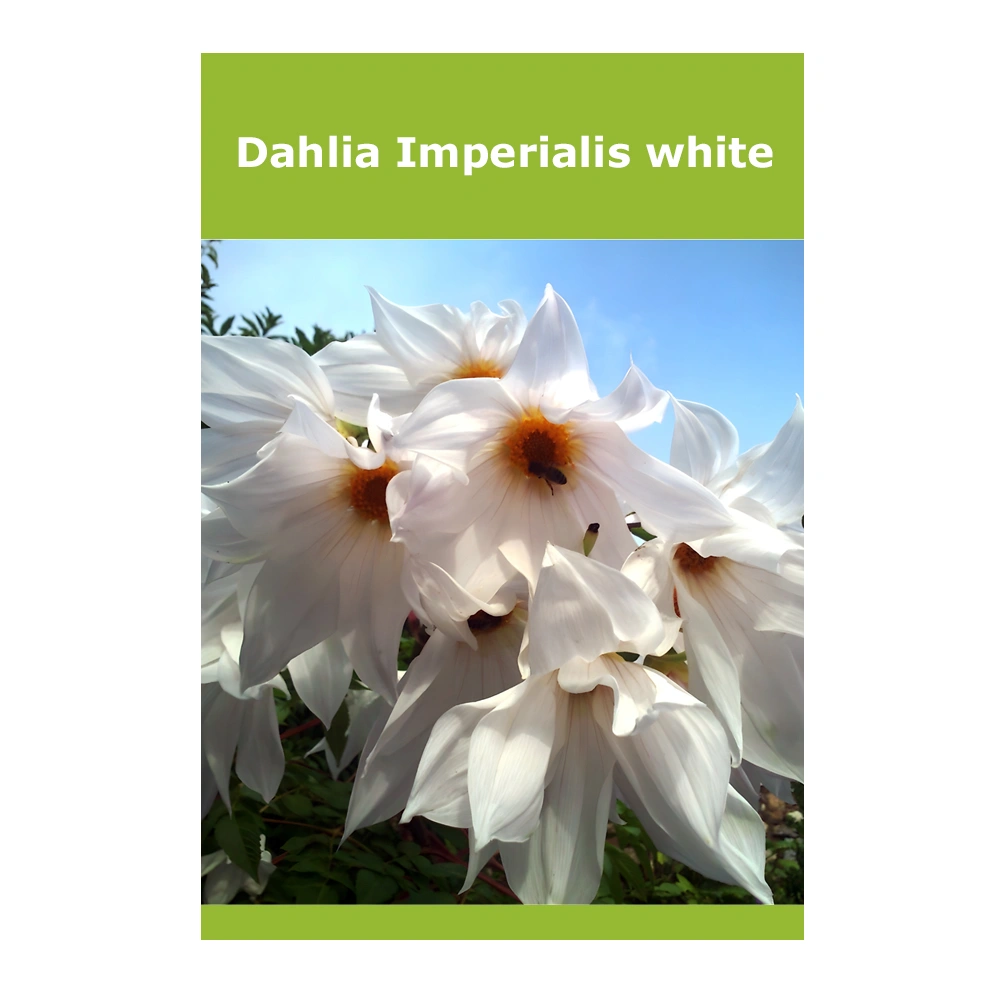 Dahlia Imperialis white