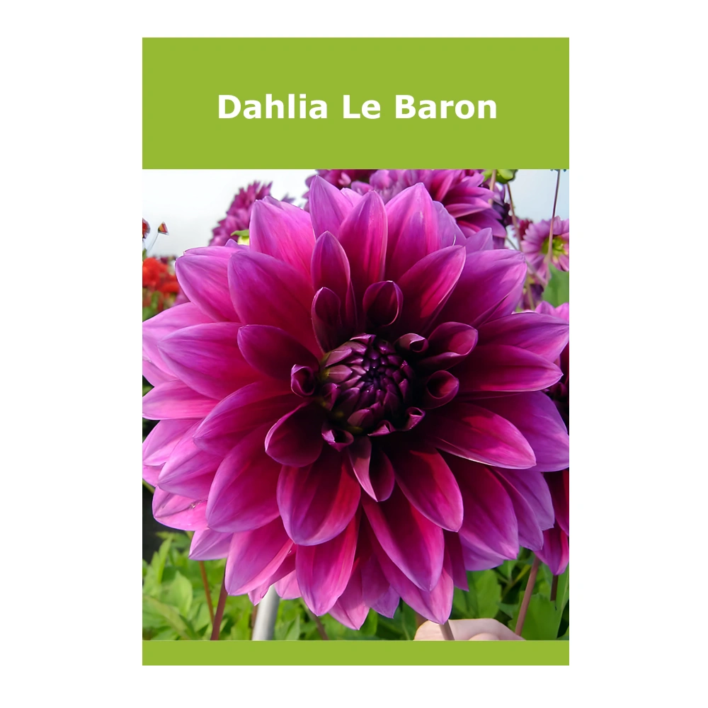 Dahlia Le Baron 1 Dahlia Le Baron