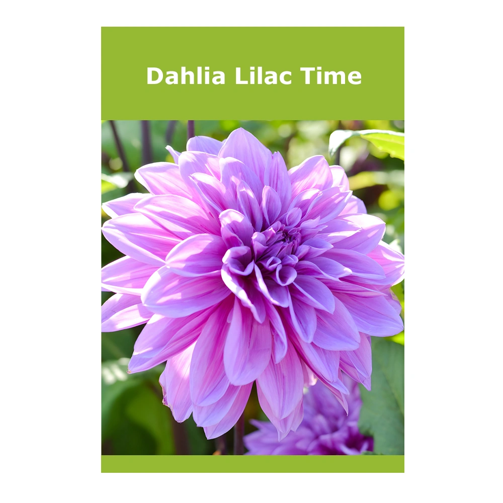 Dahlia Lilac Time 1 Dahlia Lilac Time