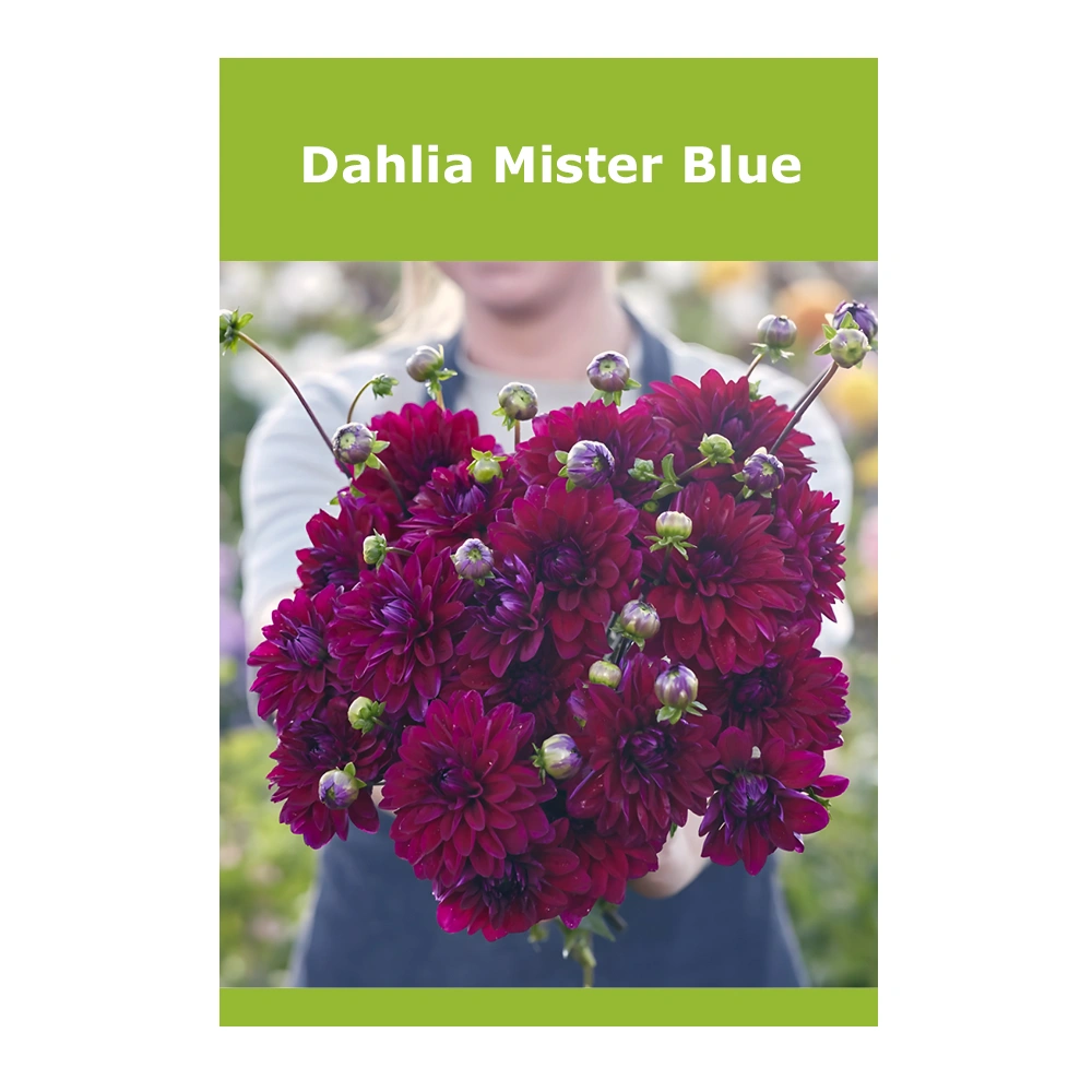 Dahlia Mister Blue