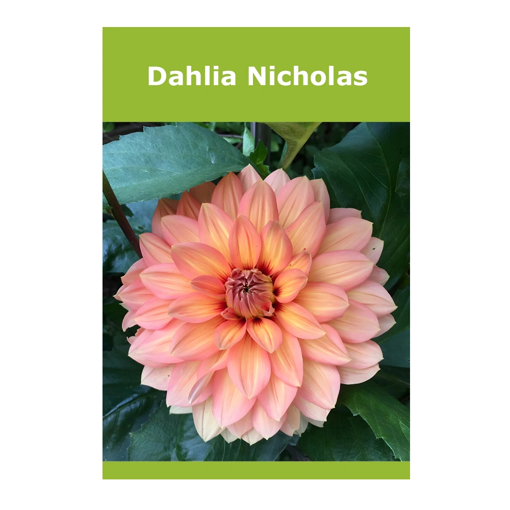 Dahlia Nicholas