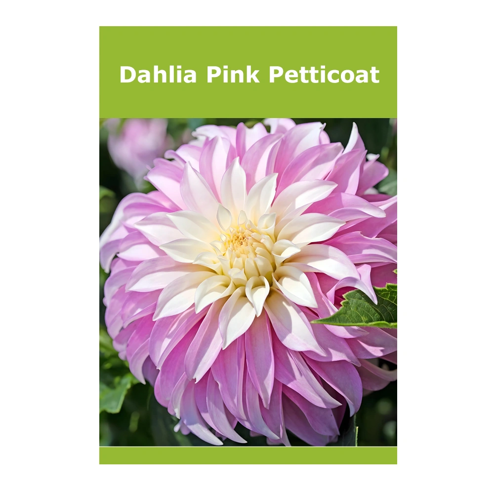 Dahlia Pink Petticoat 1 Dahlia Pink Petticoat