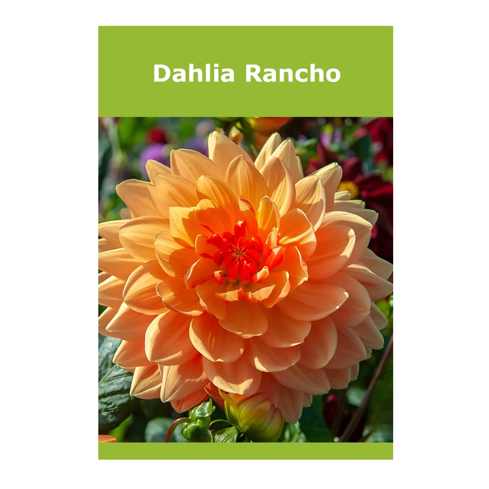 Dahlia Rancho