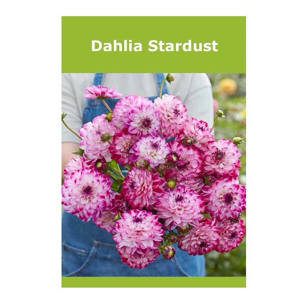 Dahlia Stardust