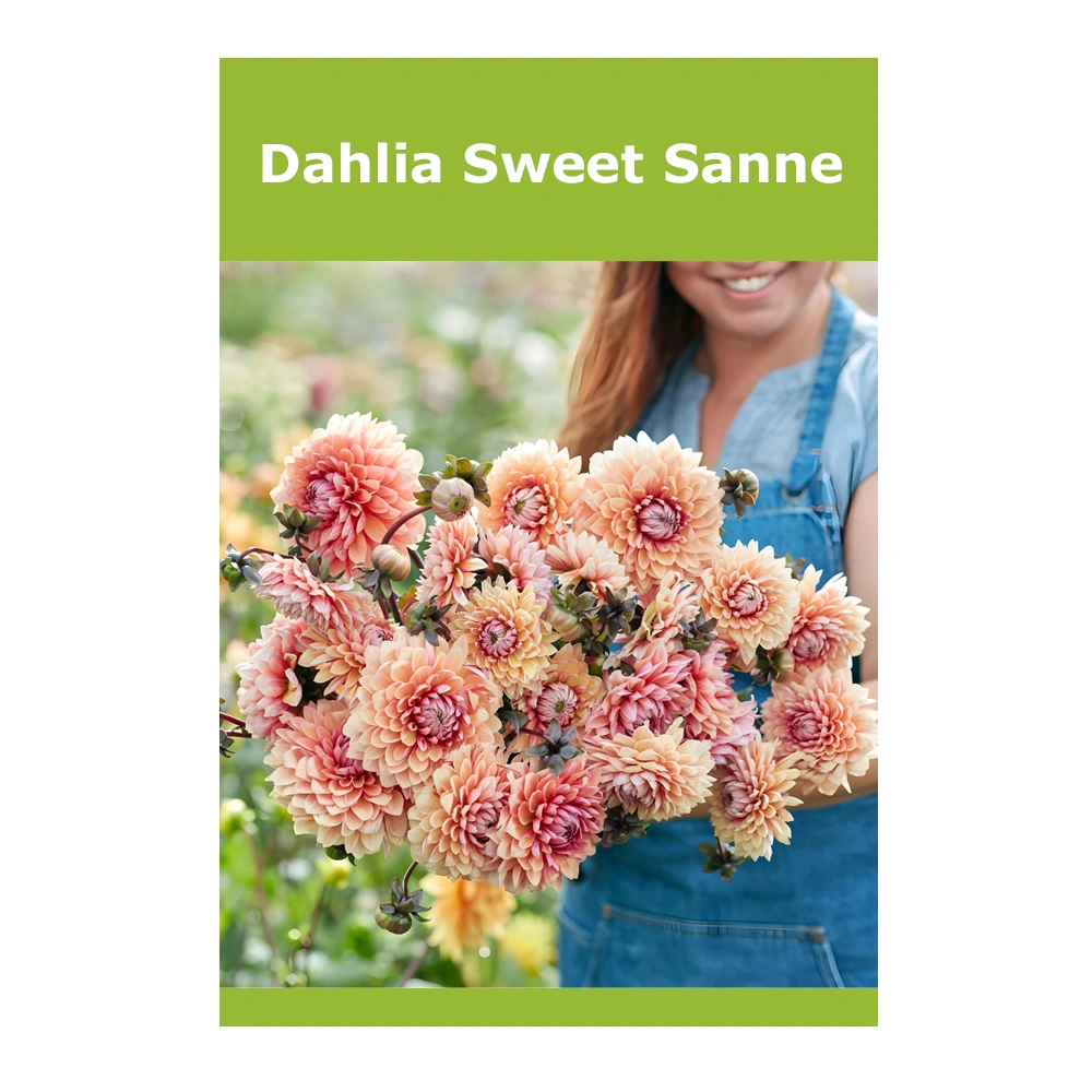 Dahlia Sweet Sanne 1 Dahlia Sweet Sanne