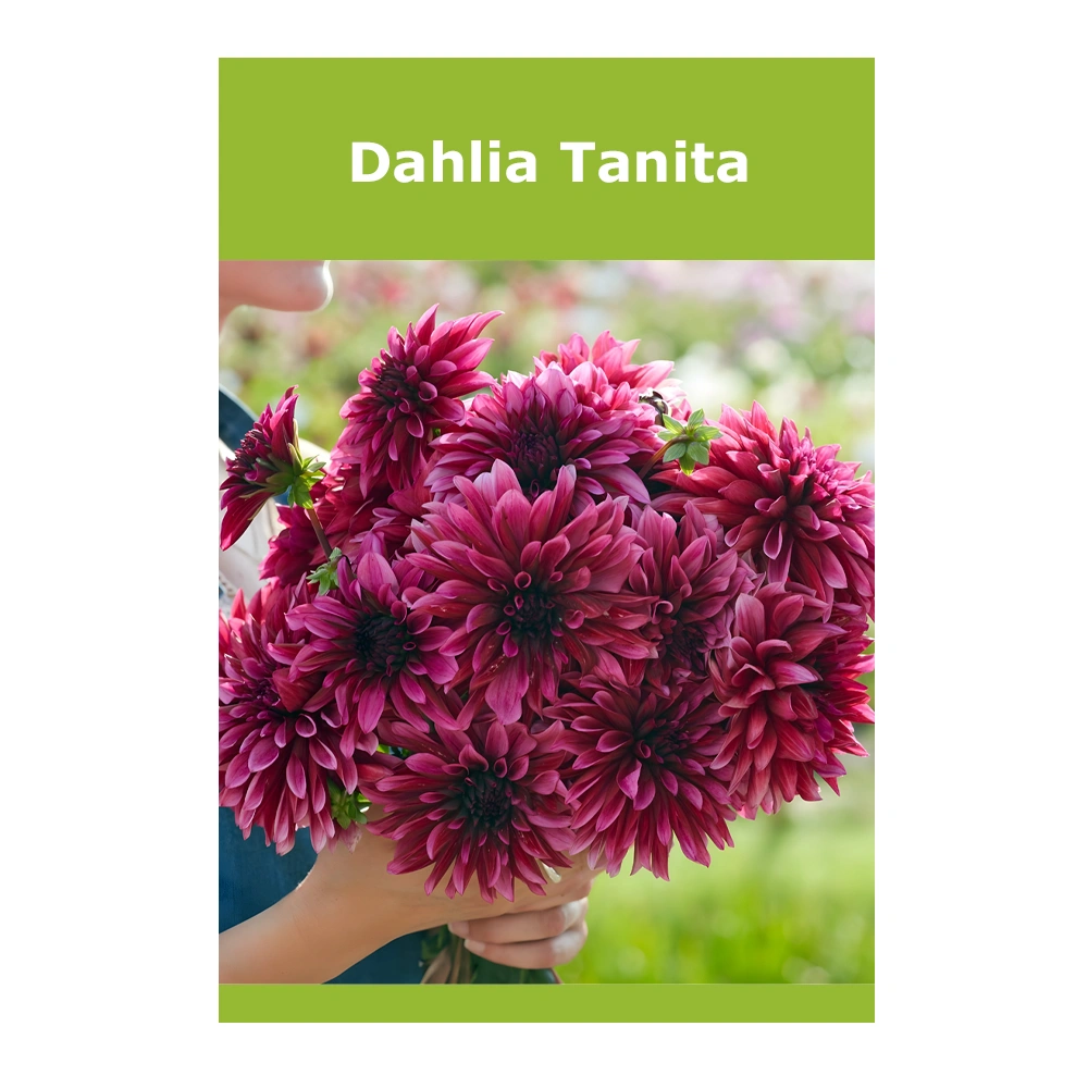 Dahlia Tanita
