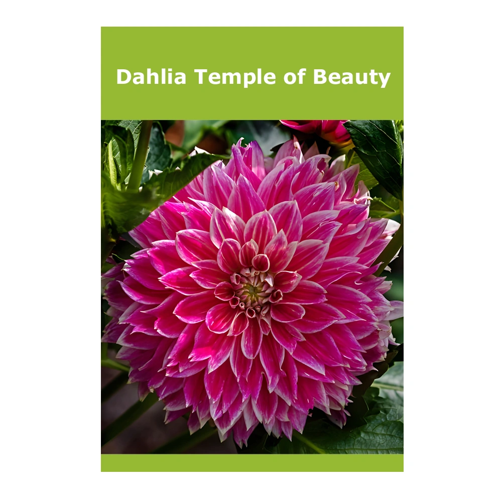 Dahlia Temple of Beauty