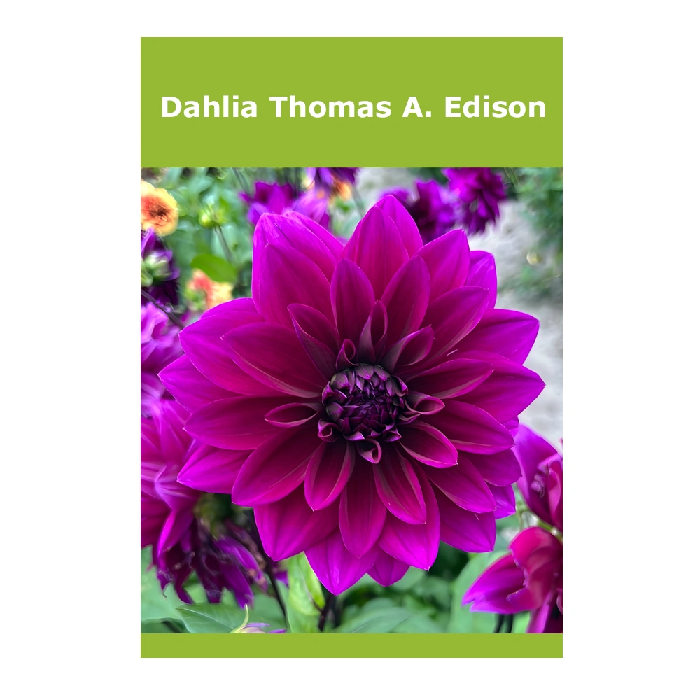 Dahlia Thomas A. Edison 1 Dahlia Thomas A. Edison