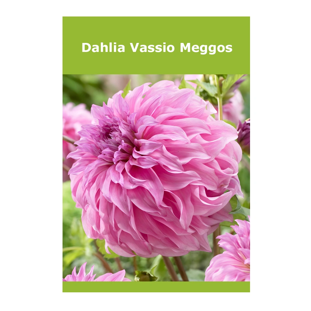Dahlia Vassio Meggos 1 Dahlia Vassio Meggos