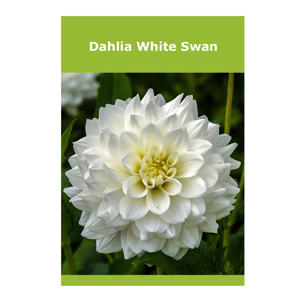 Dahlia White Swan