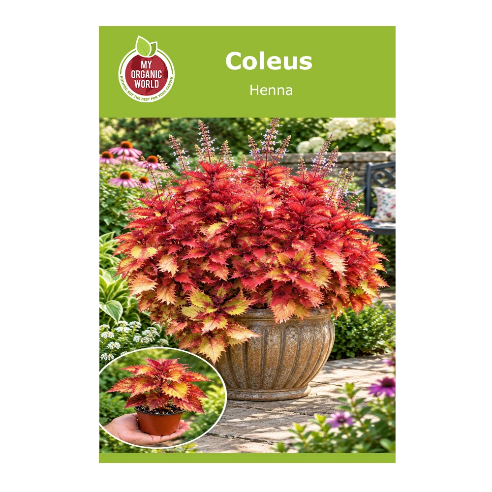 Coleus Henna