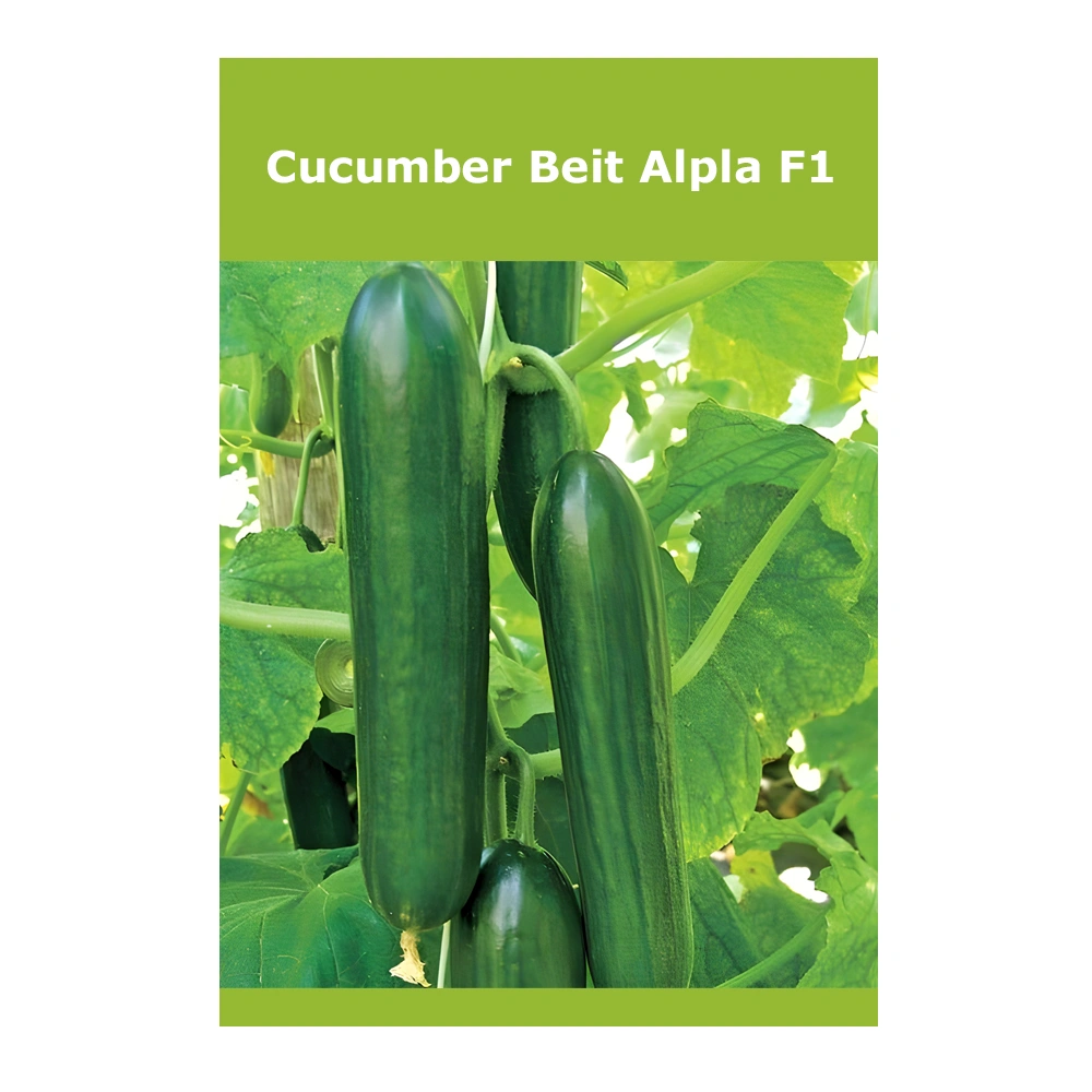 Cucumber Beit Alpla F1 1 Cucumber Beit Alpla F1