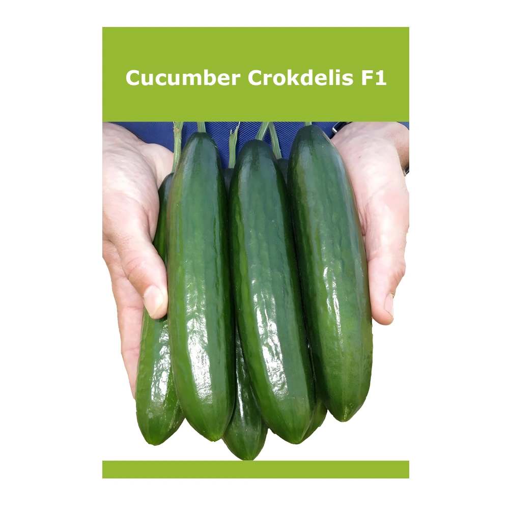 Cucumber Crokdelis F1 1 Cucumber Crokdelis F1