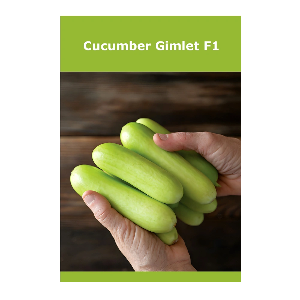 Cucumber Gimlet F1 1 Cucumber Gimlet F1