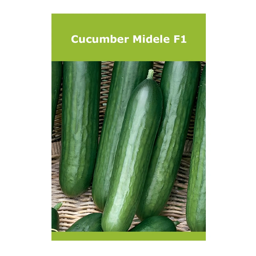 Cucumber Midele F1 1 Cucumber Midele F1