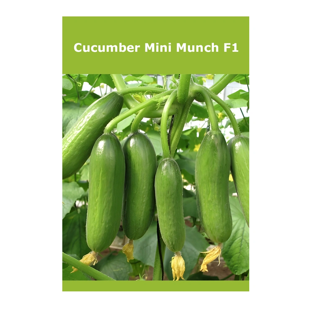 Cucumber Mini Munch F1 1 Cucumber Mini Munch F1