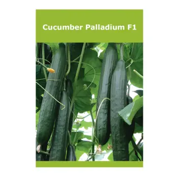 Cucumber Palladium F1