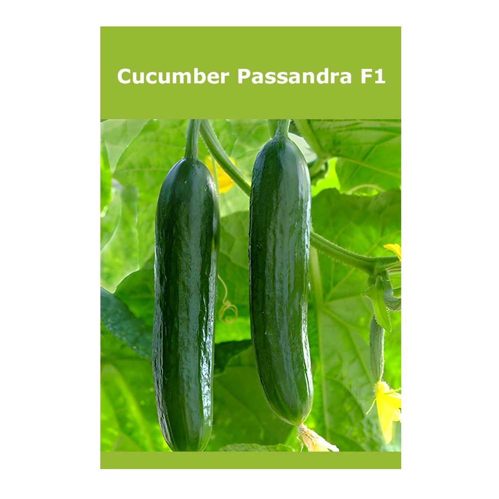 Cucumber Passandra F1 1 Cucumber Passandra F1