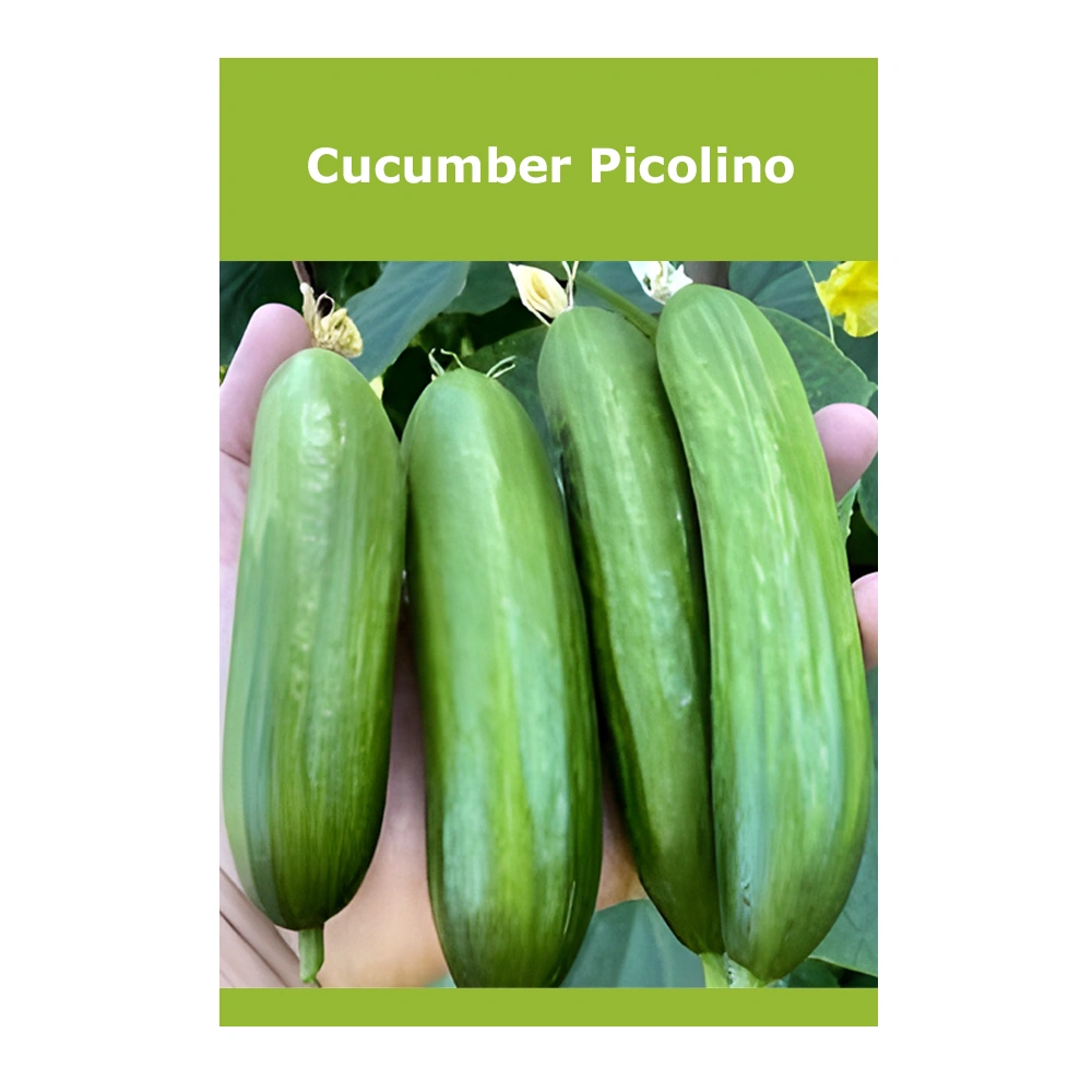 Cucumber Picolino