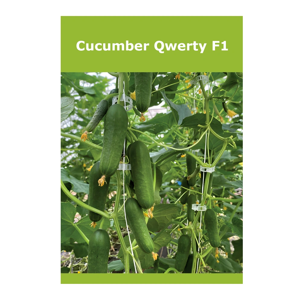 Cucumber Qwerty F1