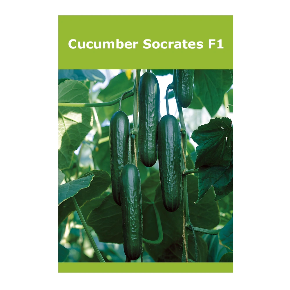 Cucumber Socrates F1