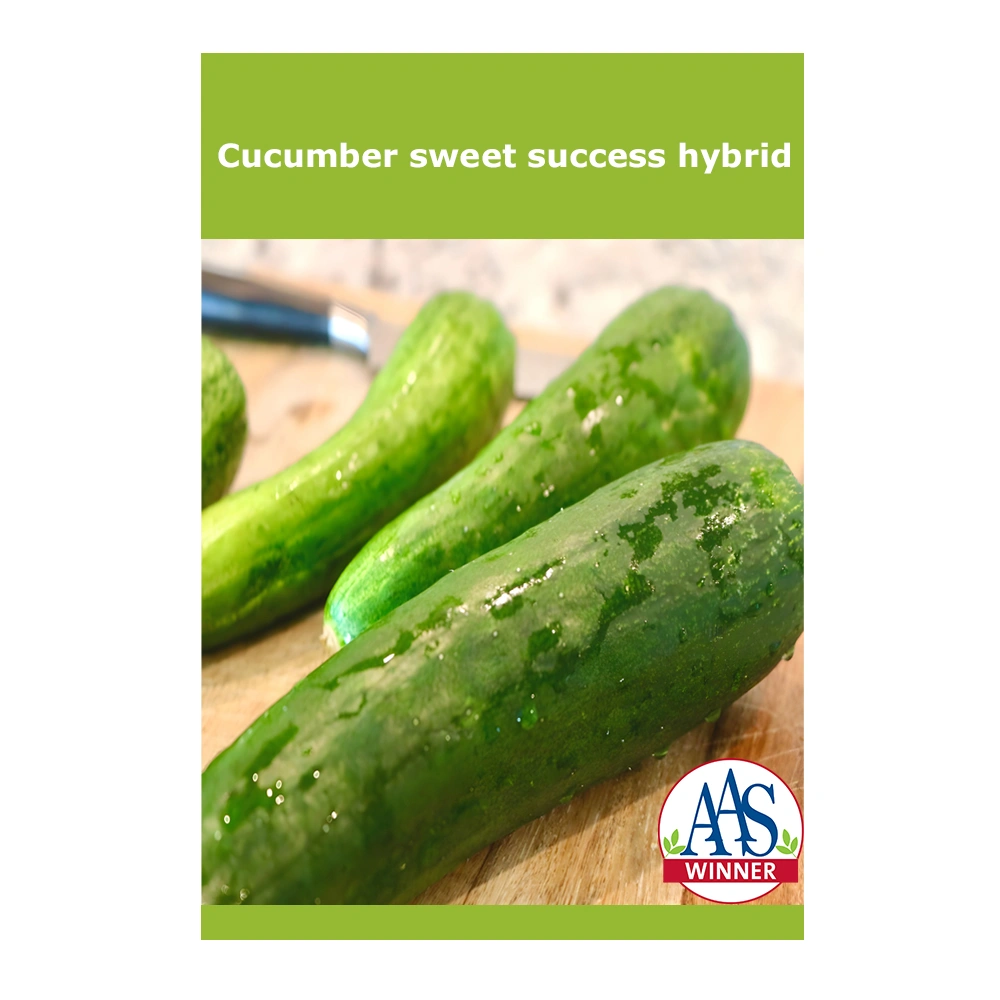 Cucumber Sweet Success Hybrid 1 Cucumber Sweet Success Hybrid