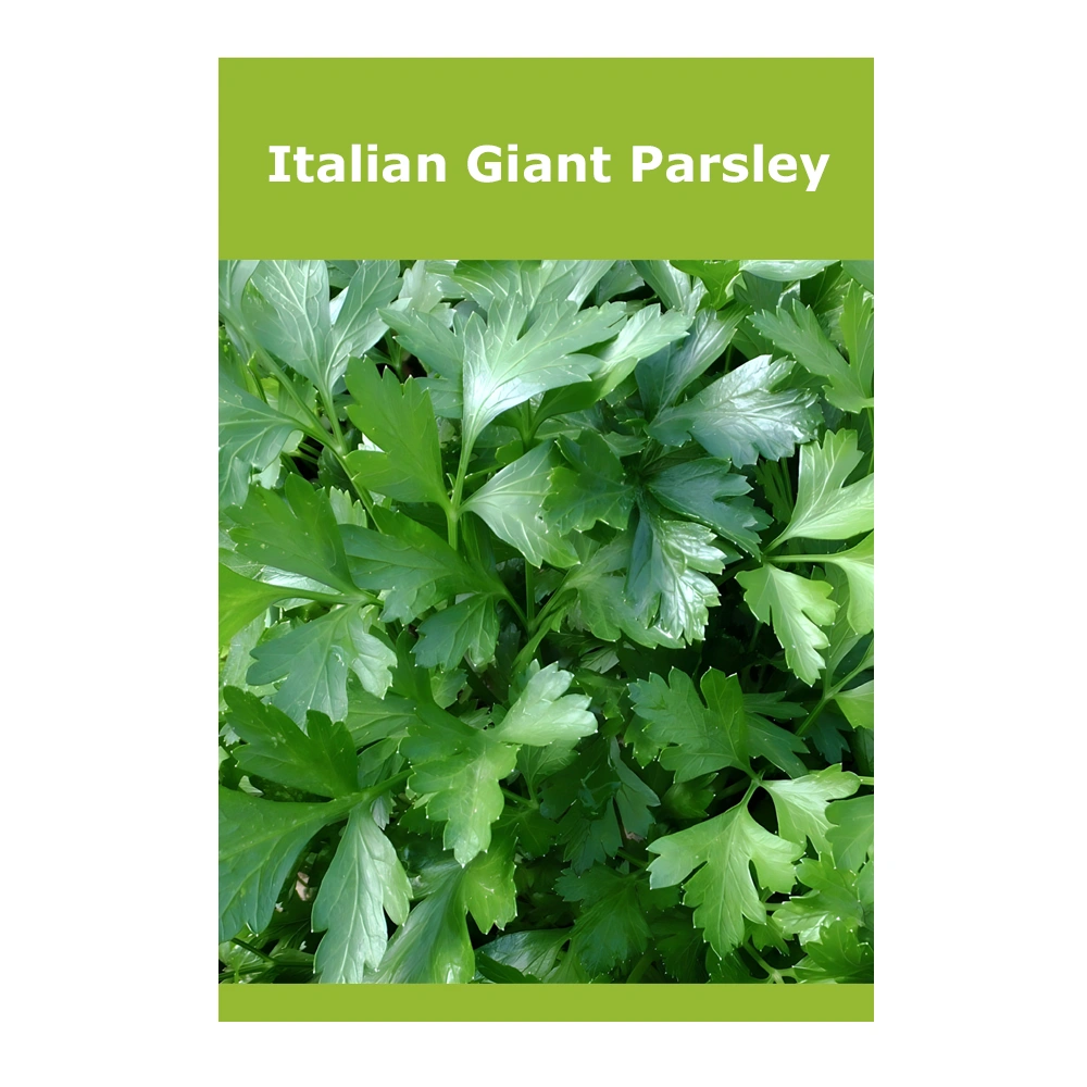 Italian Giant Parsley 1 Italian Giant Parsley