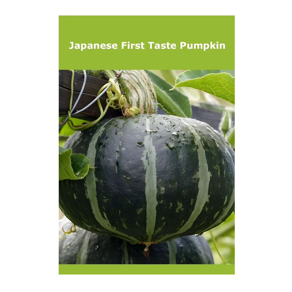 Japanese First Taste Pumpkin 1 Japanese First Taste Pumpkin
