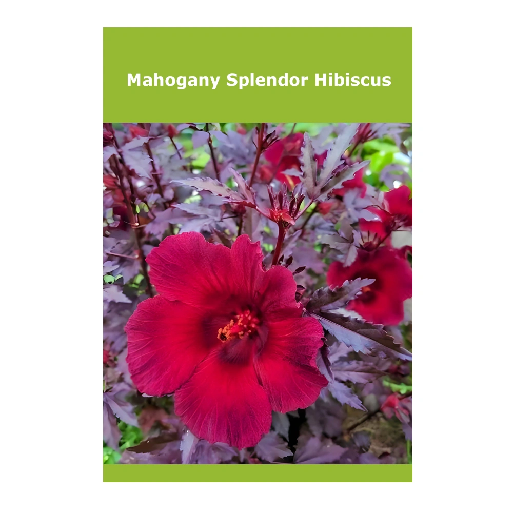 Mahogany Splendor Hibiscus 1 Mahogany Splendor Hibiscus