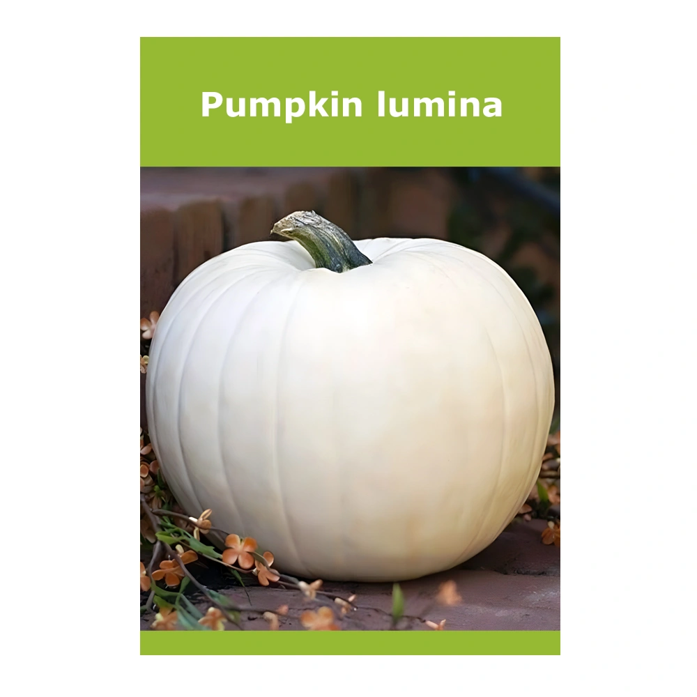 Pumpkin Lumina 1 Pumpkin Lumina