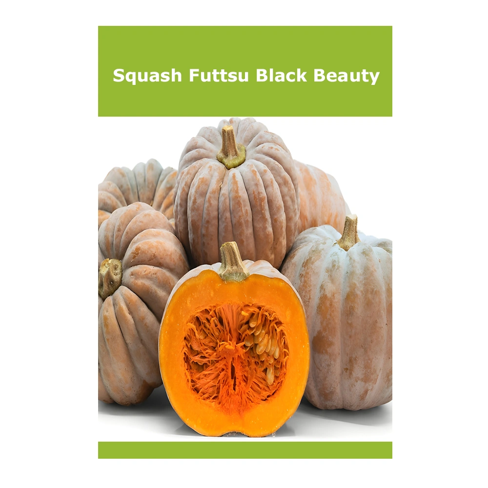 Squash Futtsu Black Beauty 1 Squash Futtsu Black Beauty