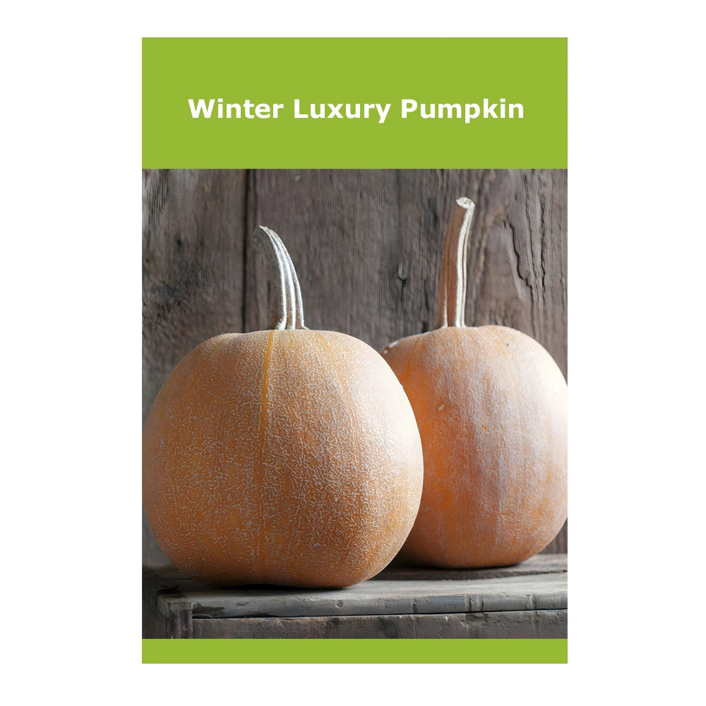 Winter Luxury Pumpkin 1 Winter Luxury Pumpkin
