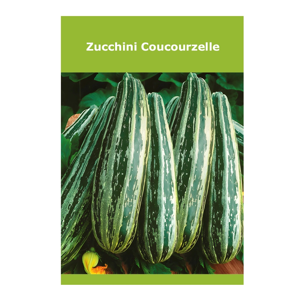 Zucchini Coucourzelle 1 Zucchini Coucourzelle
