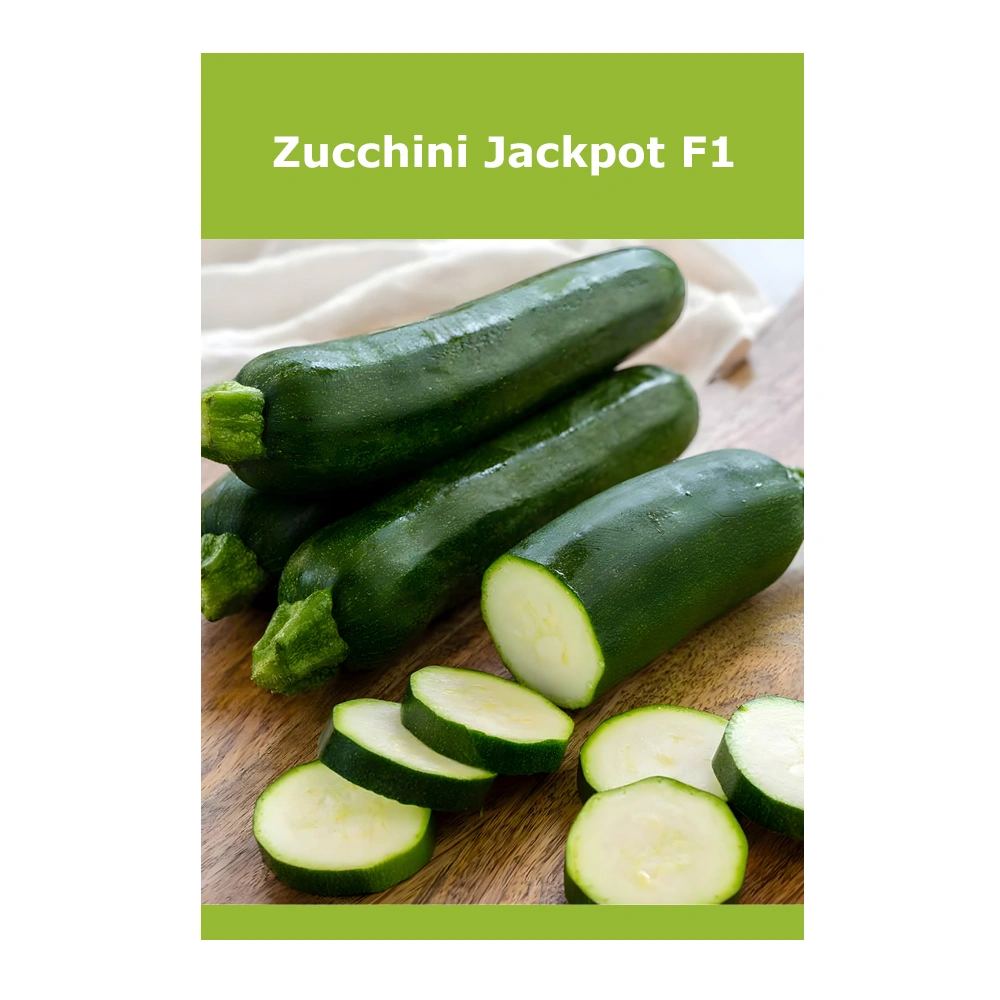 Zucchini Jackpot F1 1 Zucchini Jackpot F1