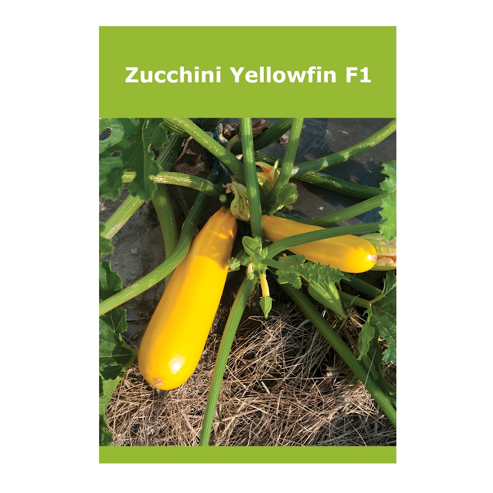 كوسة Yellowfin F1