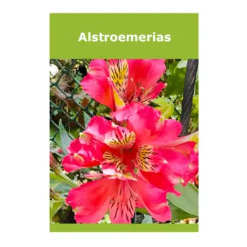 Alstroemerias
