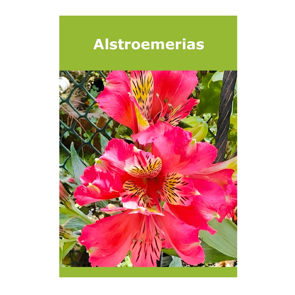 Alstroemerias