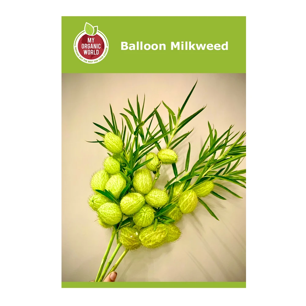Balloon Plant (2 PIECE) 1 Balloon Milkweed