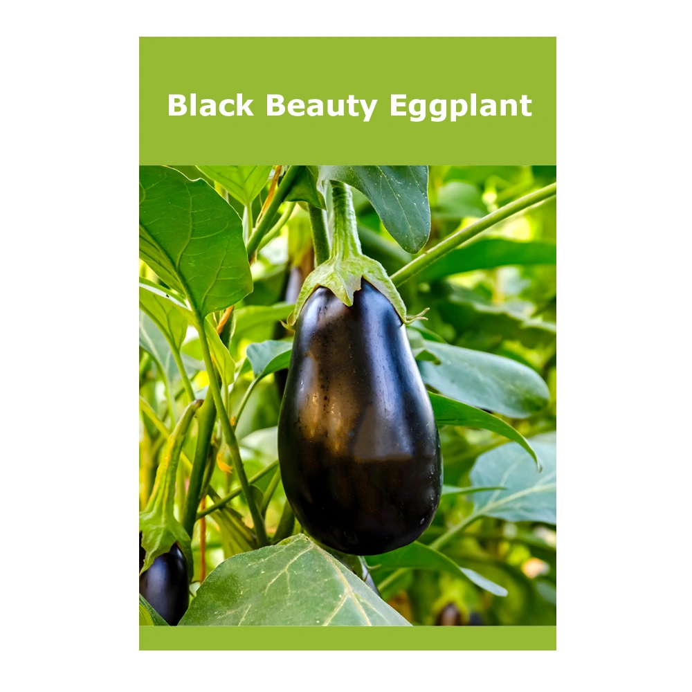 Black Beauty Eggplant Black Beauty Eggplant