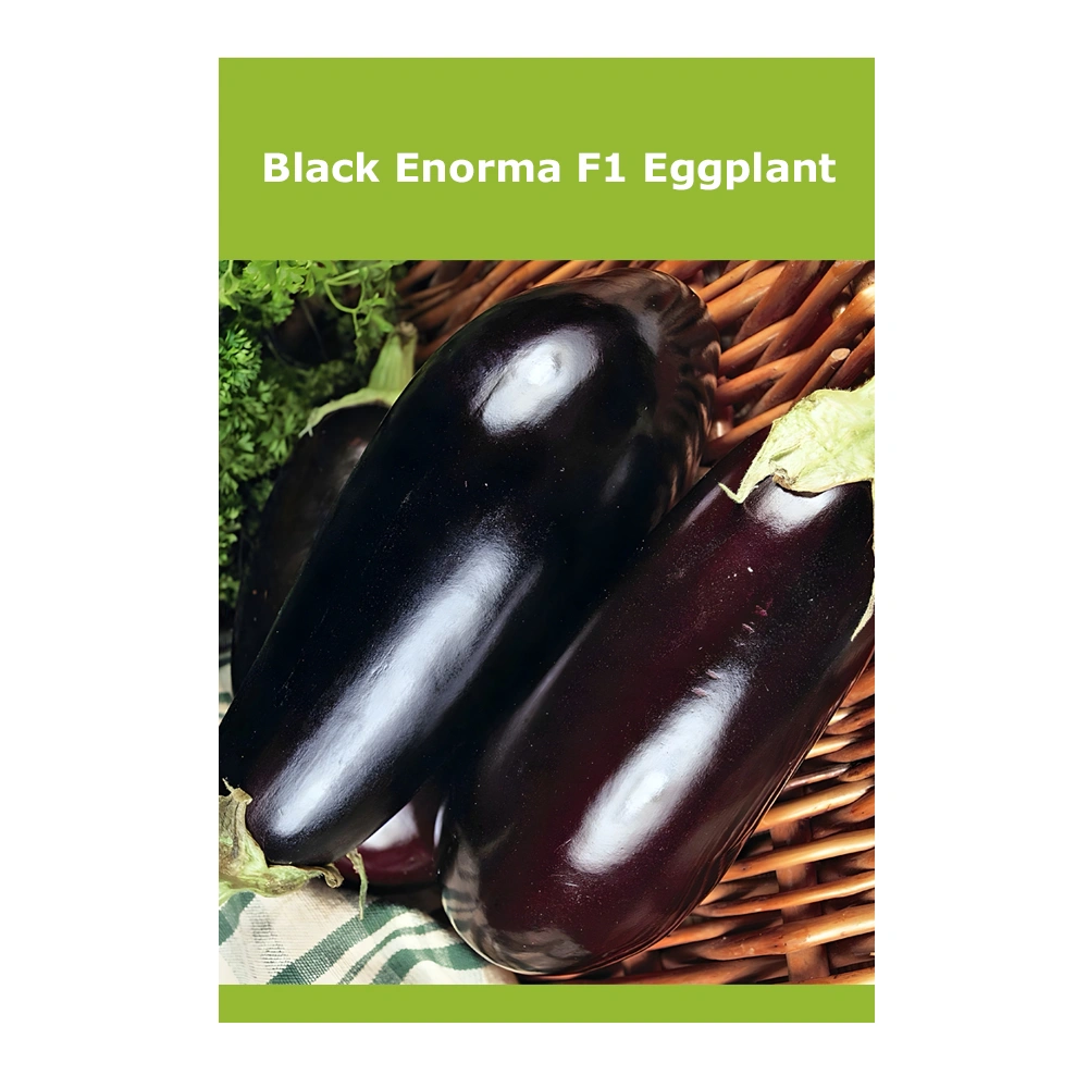 باذنجان Black Enorma F1 1 باذنجان Black Enorma F1