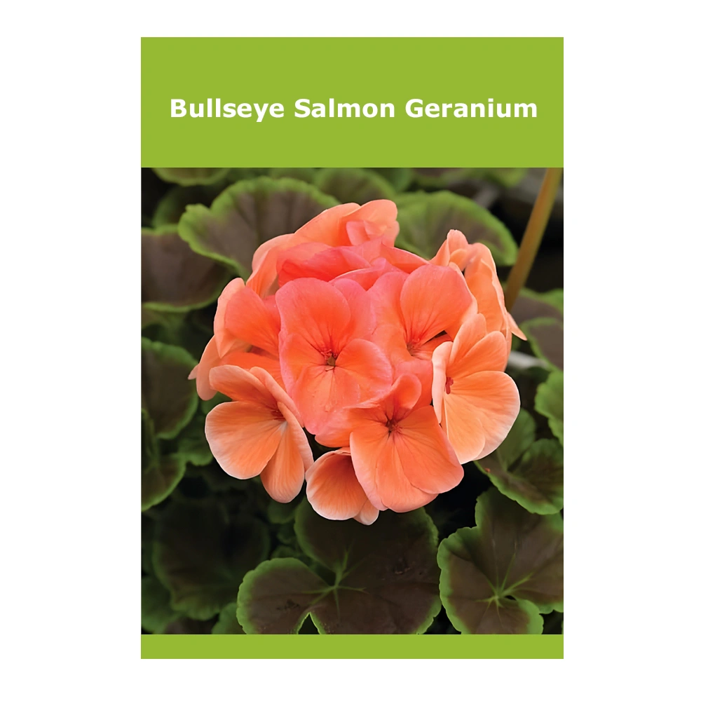 BullsEye Salmon Geranium 1 Bullseye Salmon Geranium