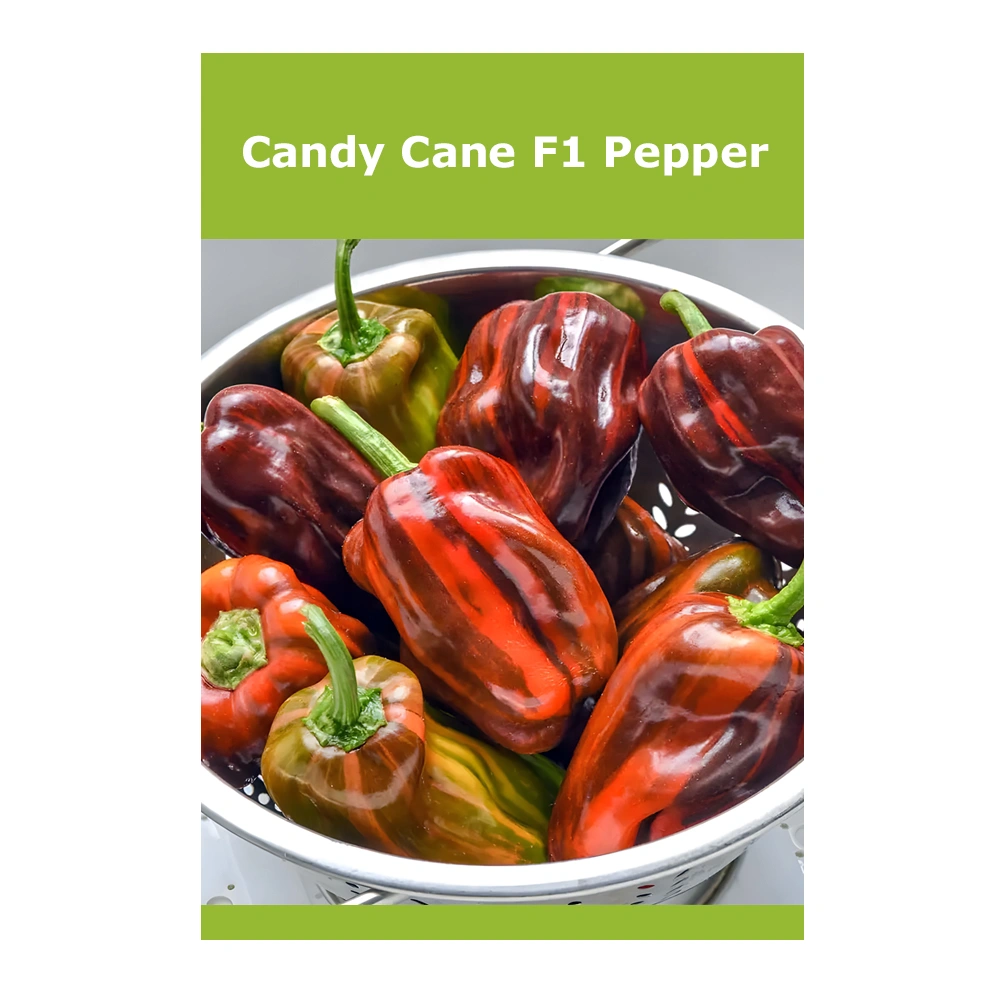 Candy Cane F1 Pepper