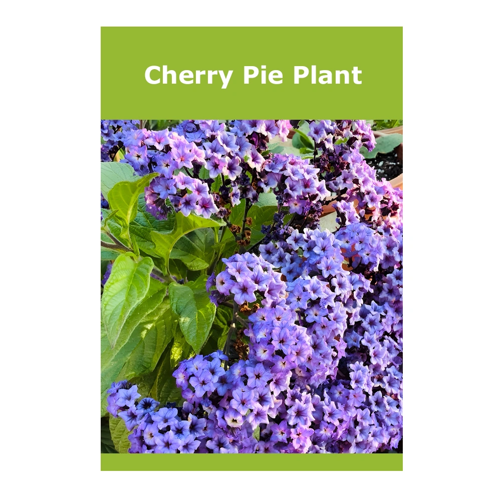Cherry Pie