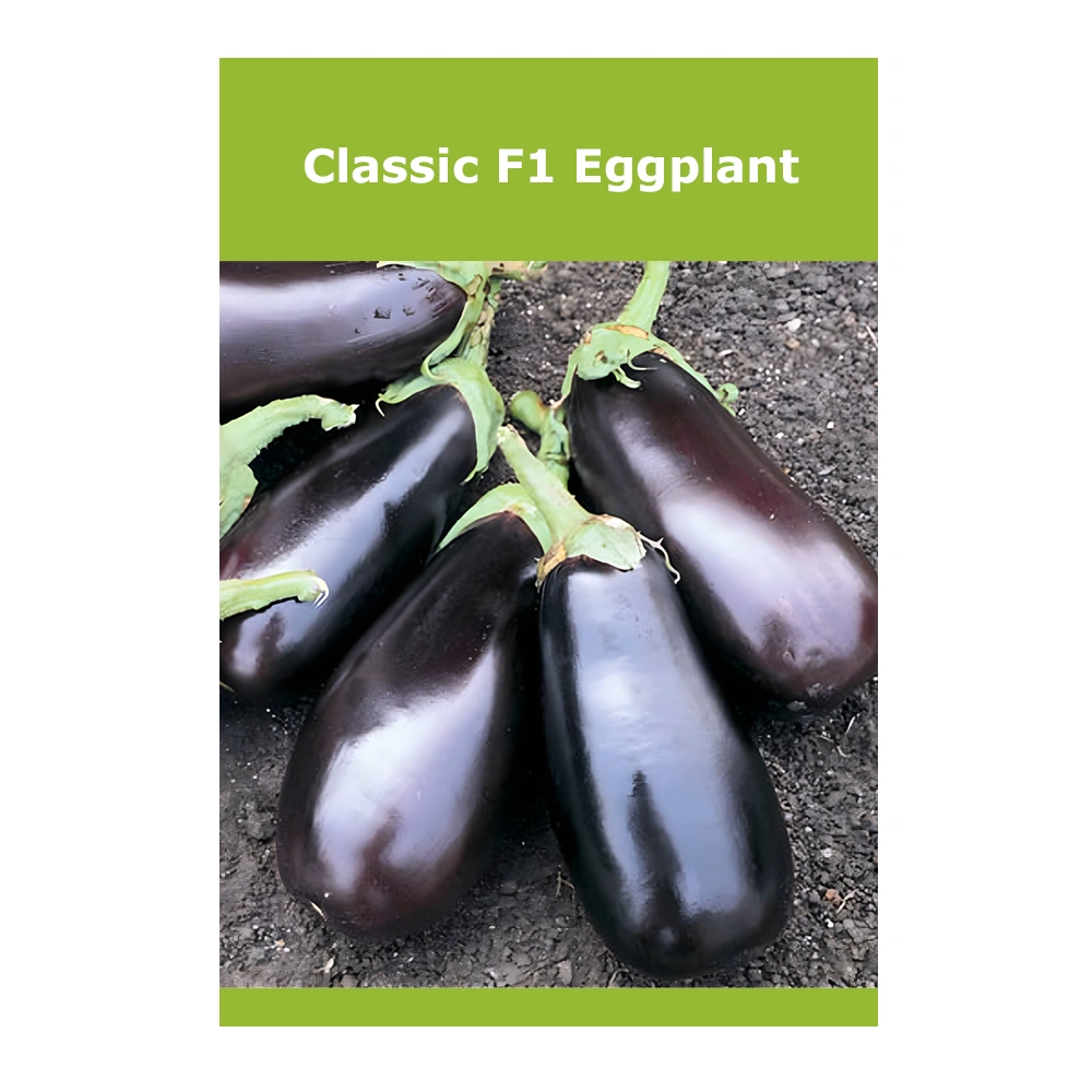 Classic F1 Eggplant Classic F1 Eggplant